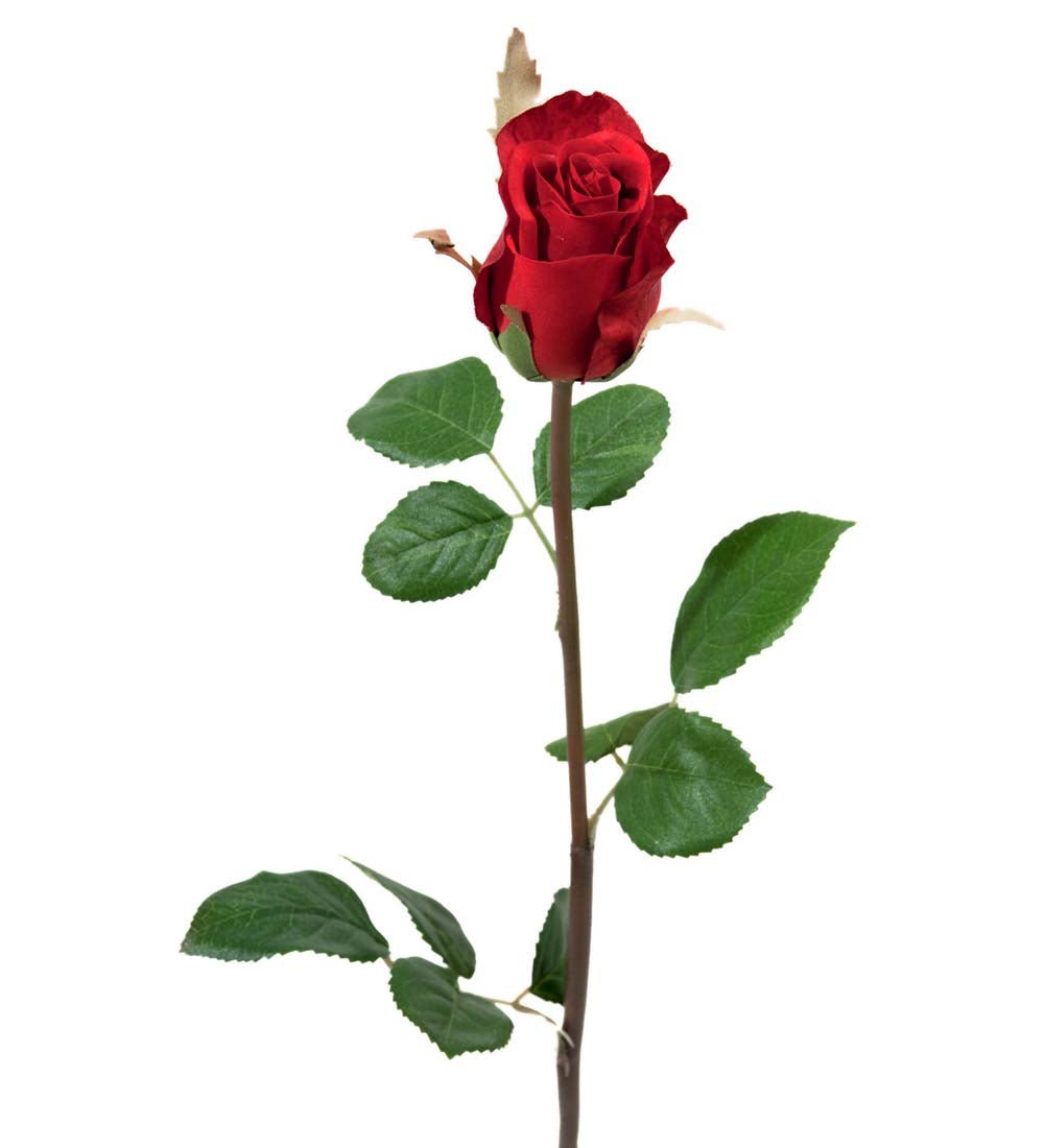 Mr. Plant rose - Lindas Dekor