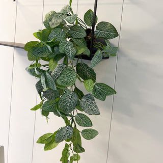 Mr. Plant Fittonia, 50 cm