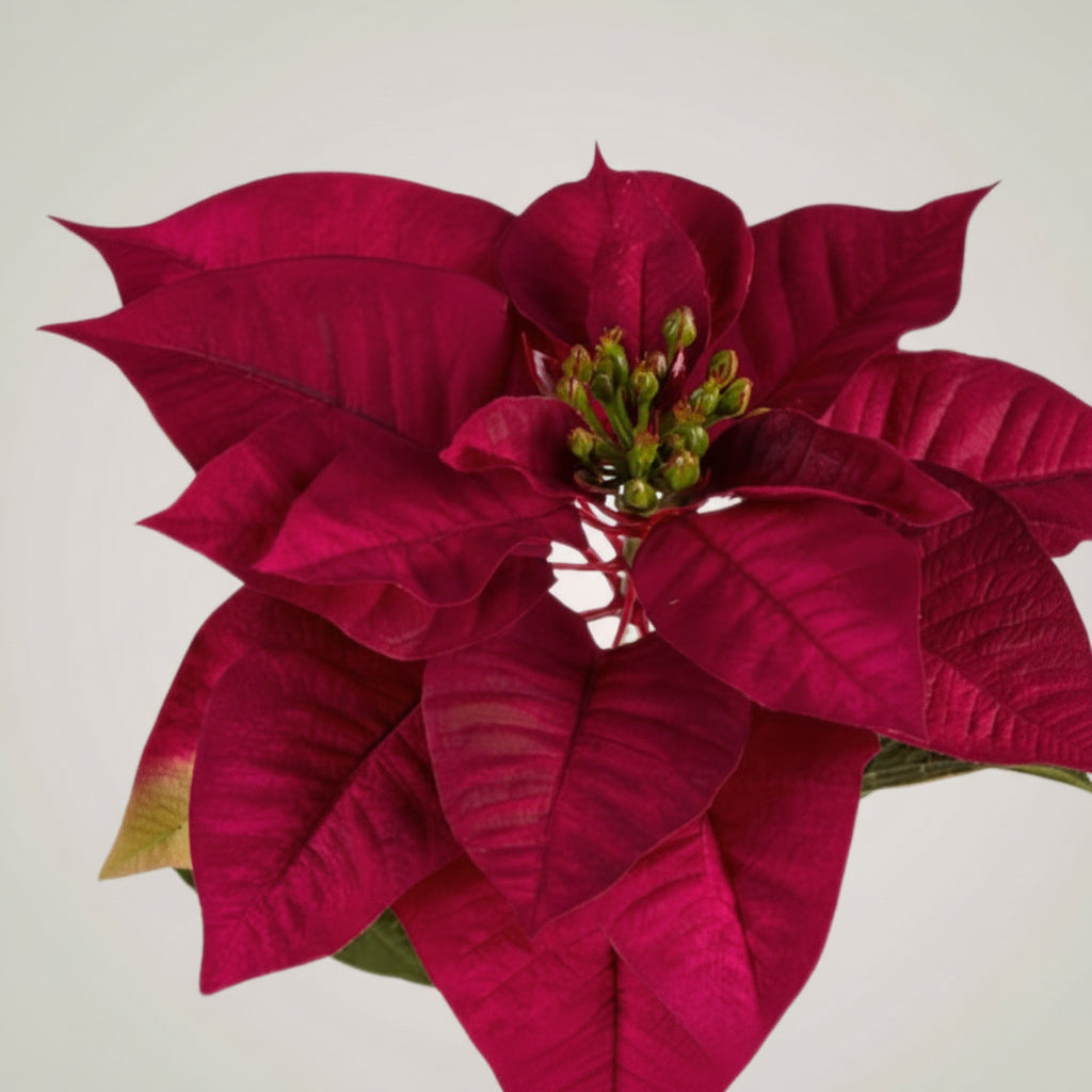 Realistisk julestjerne på stilk, dekorativ blomst til julepynt og arrangement.