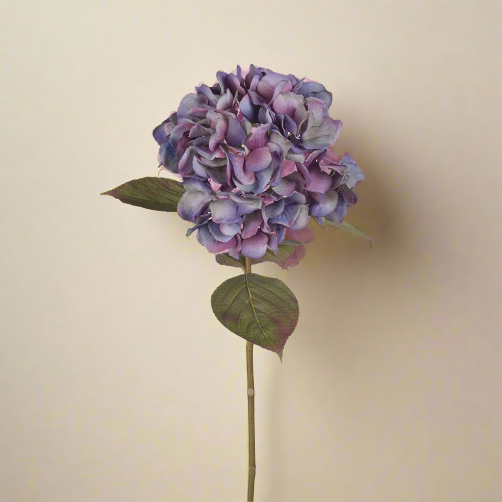 Naturtro hortensia med fyldige blomster i blå og lilla nyanser