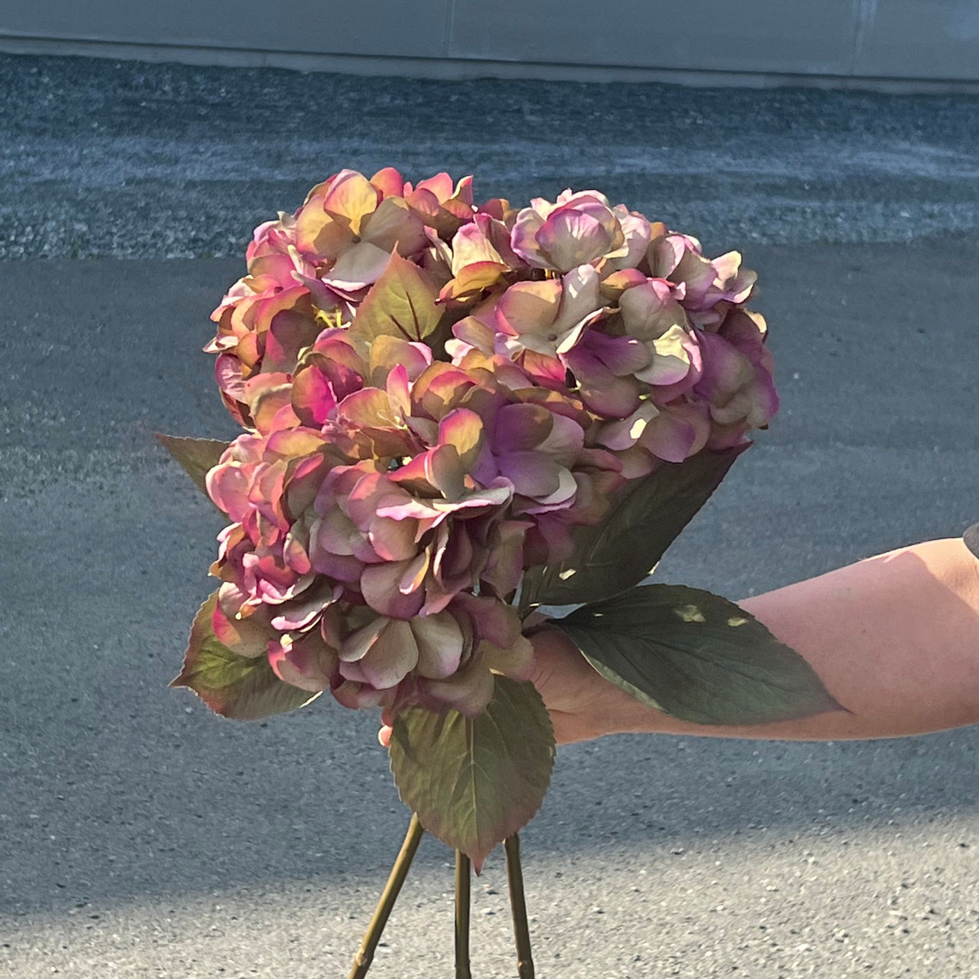 Mr. Plant Hortensia lilla/grønn, 65 cm