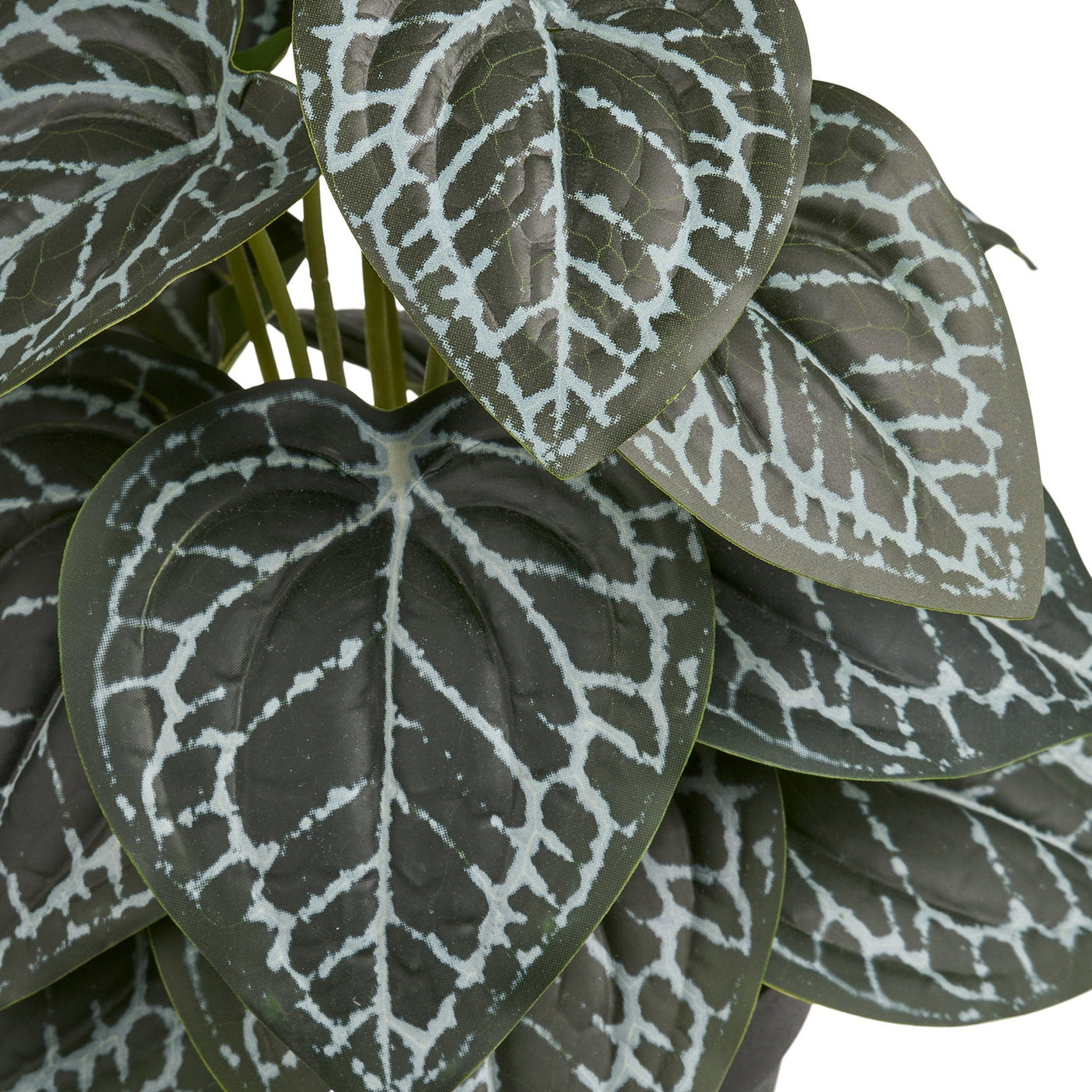 Naturtro grønn dekorplante i liten sort potte til hjemmet