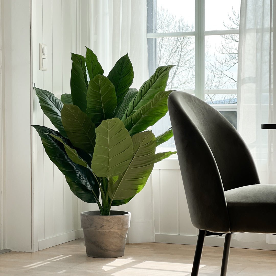 Mr. Plant Spathiphyllum 105 cm - Lindas Dekor