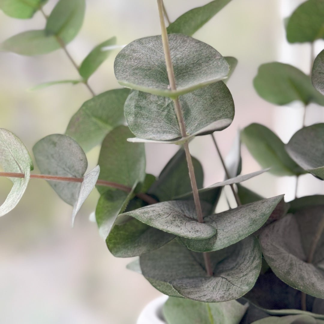Dekorativ eucalyptusgren brukt som interiørdetalj i moderne hjem