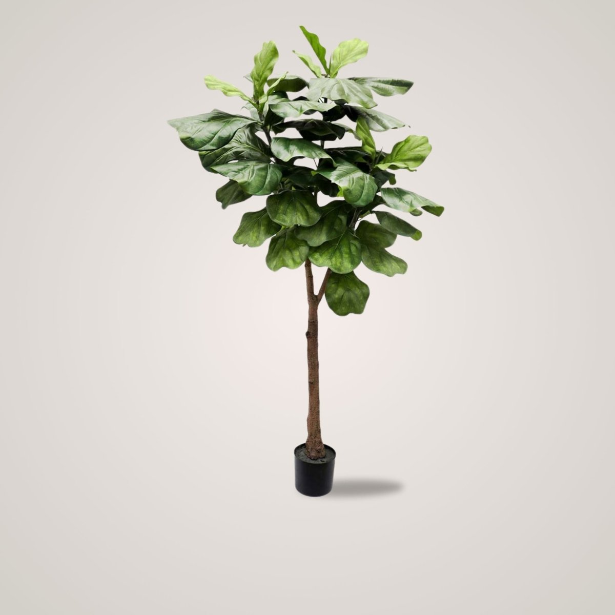 Mr. Plant Fiolfikus 30 cm - Lindas Dekor