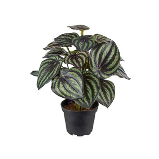 Mr. Plant Peperomia 25 cm