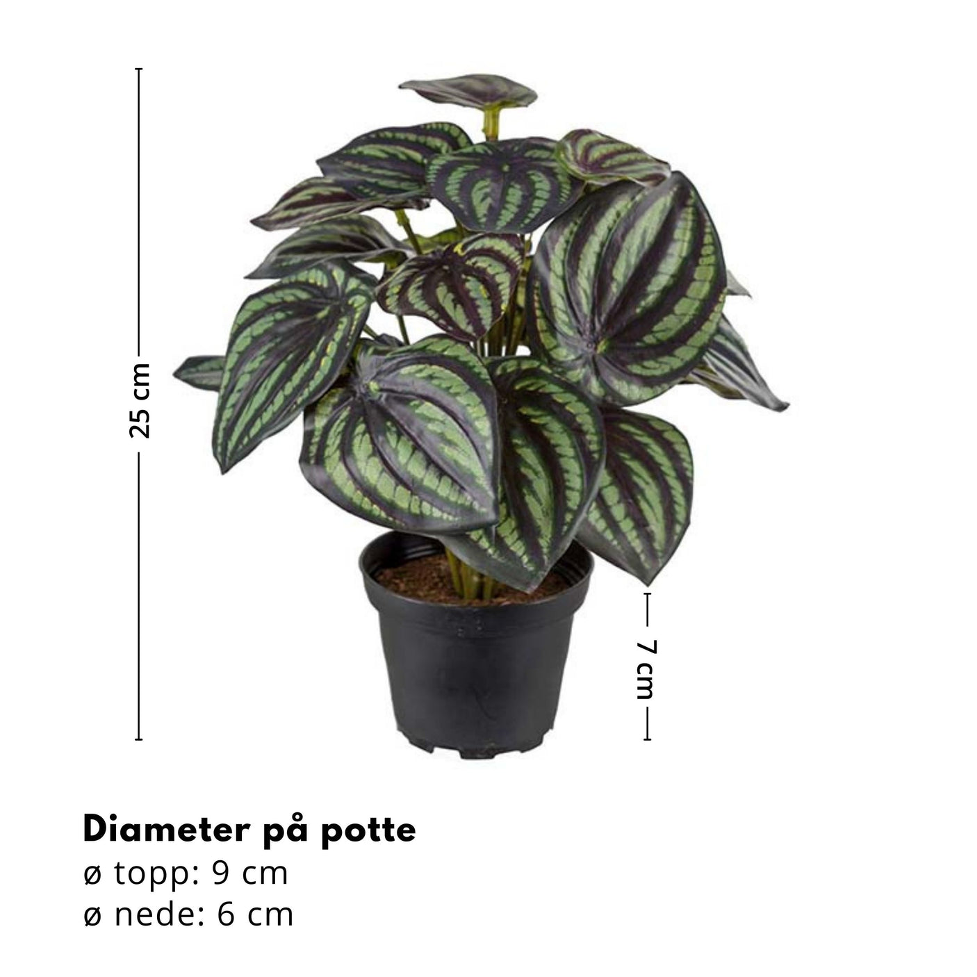 Mr. Plant Peperomia 25 cm