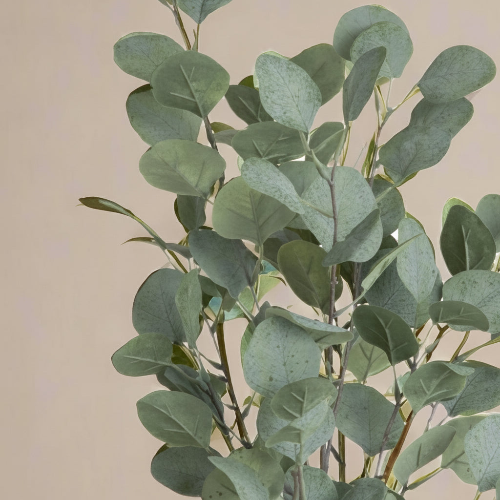 Eukalyptus potteplante 60 cm