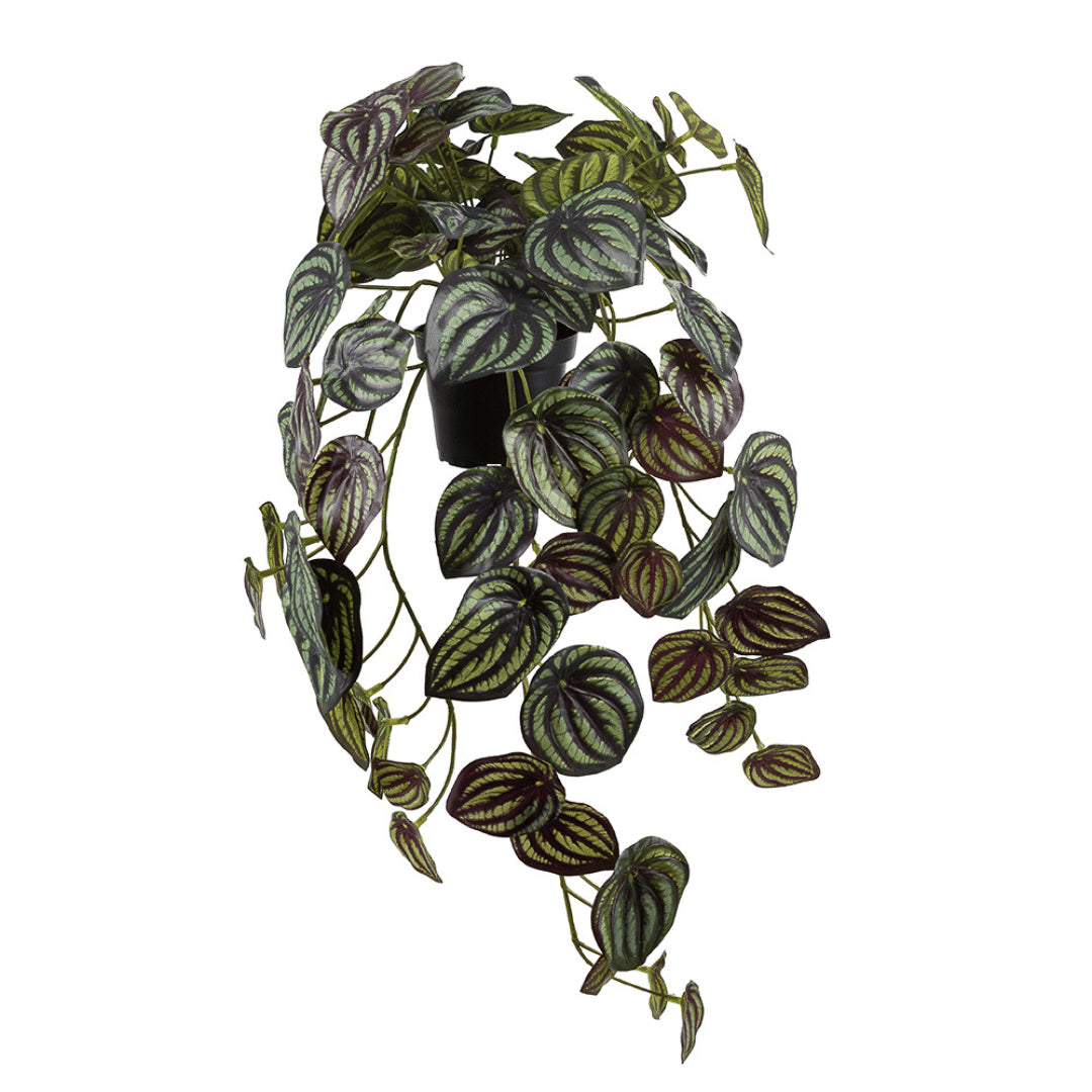 Kunstig hengende Peperomia watermelon-plante i sort plastpotte, 45 cm lang. Høyde potte: 8 cm. Ø: 10/7 cm.