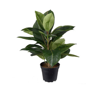 Mr. Plant Fikus Robusta 37 cm