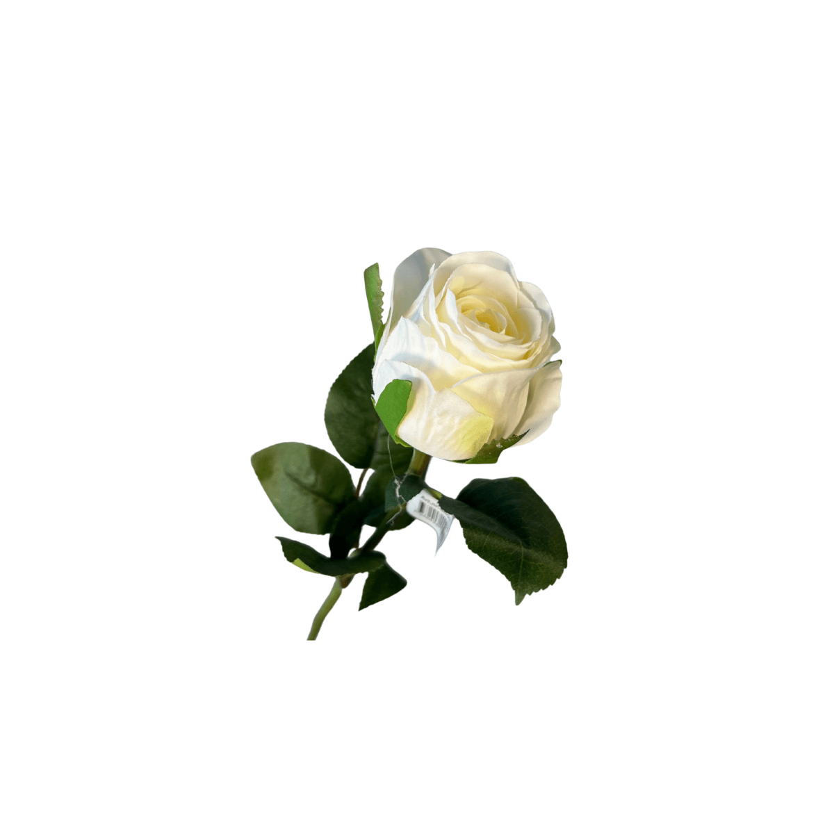 Mr. plant rose hvit - Lindas Dekor