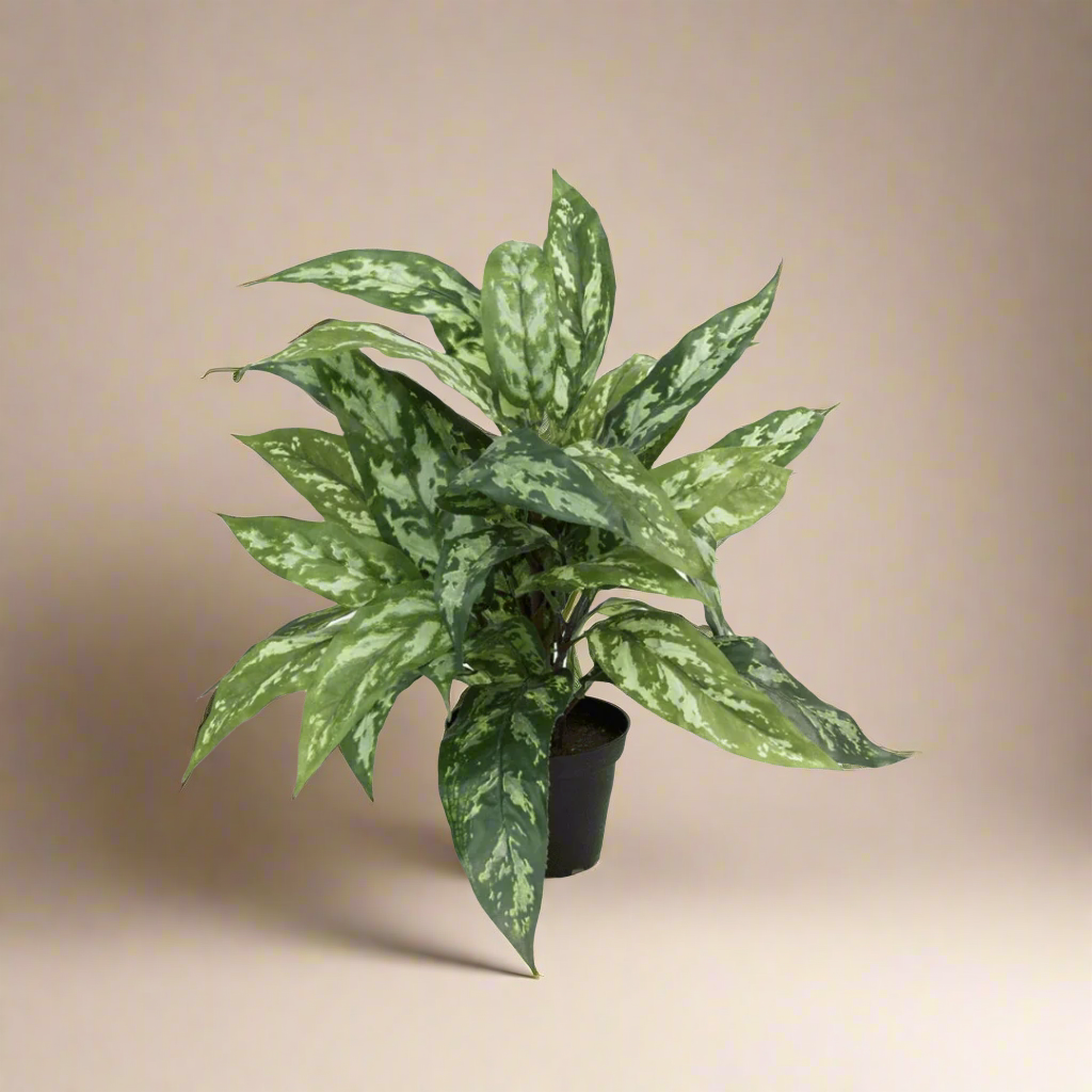 Mr. Plant Aglonema 35 cm