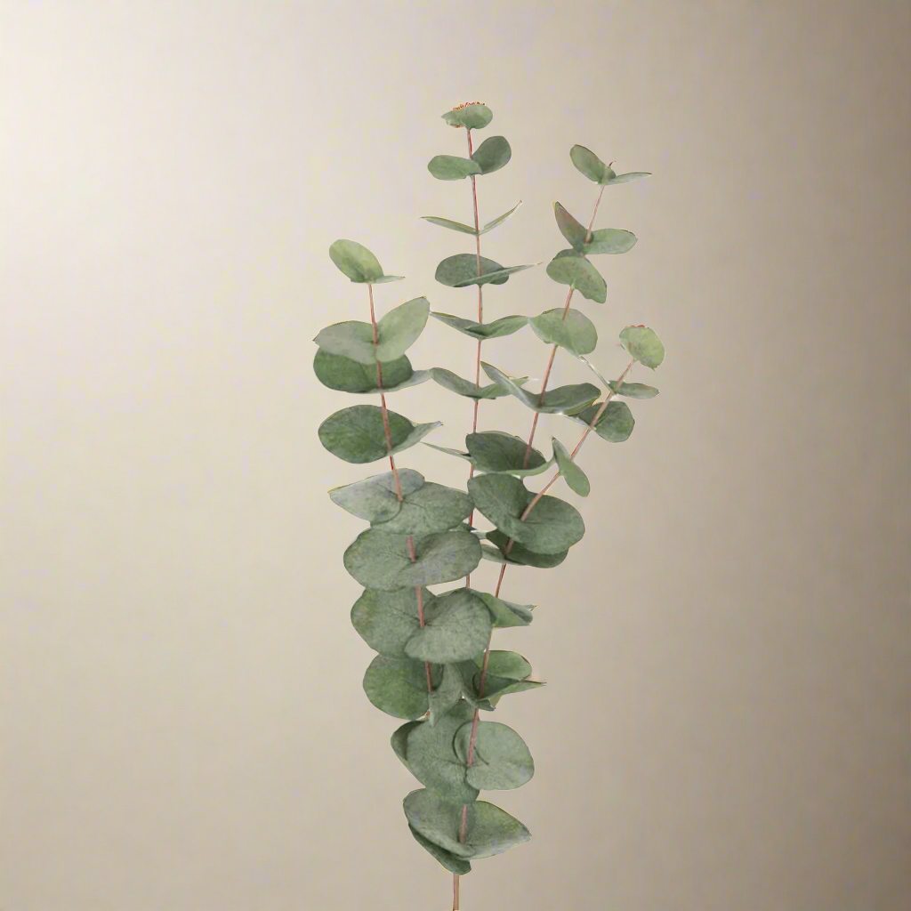 Mr. Plant eucalyptus 60 cm i vinduskarm med naturlig lys