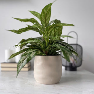 Mr. Plant Aglonema 35 cm