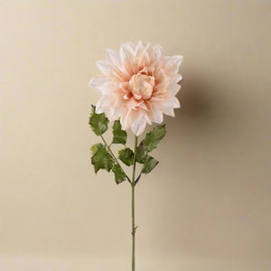 Mr. Plant Dahlia 45 cm