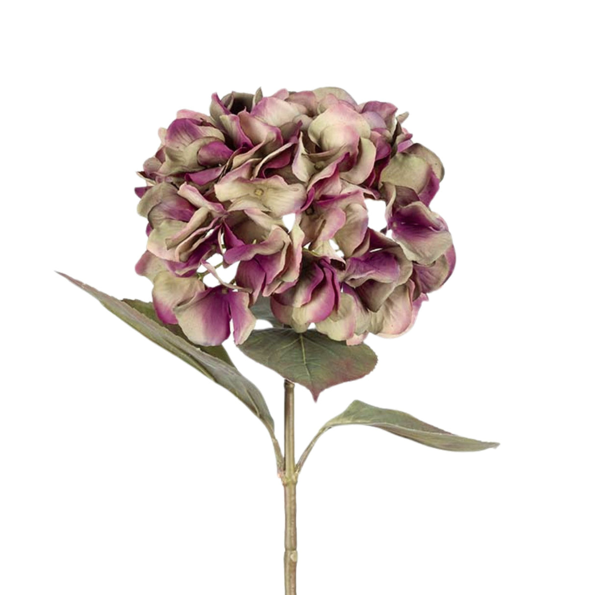 Mr. Plant  Hortensia lilla/grønn, 65 cm