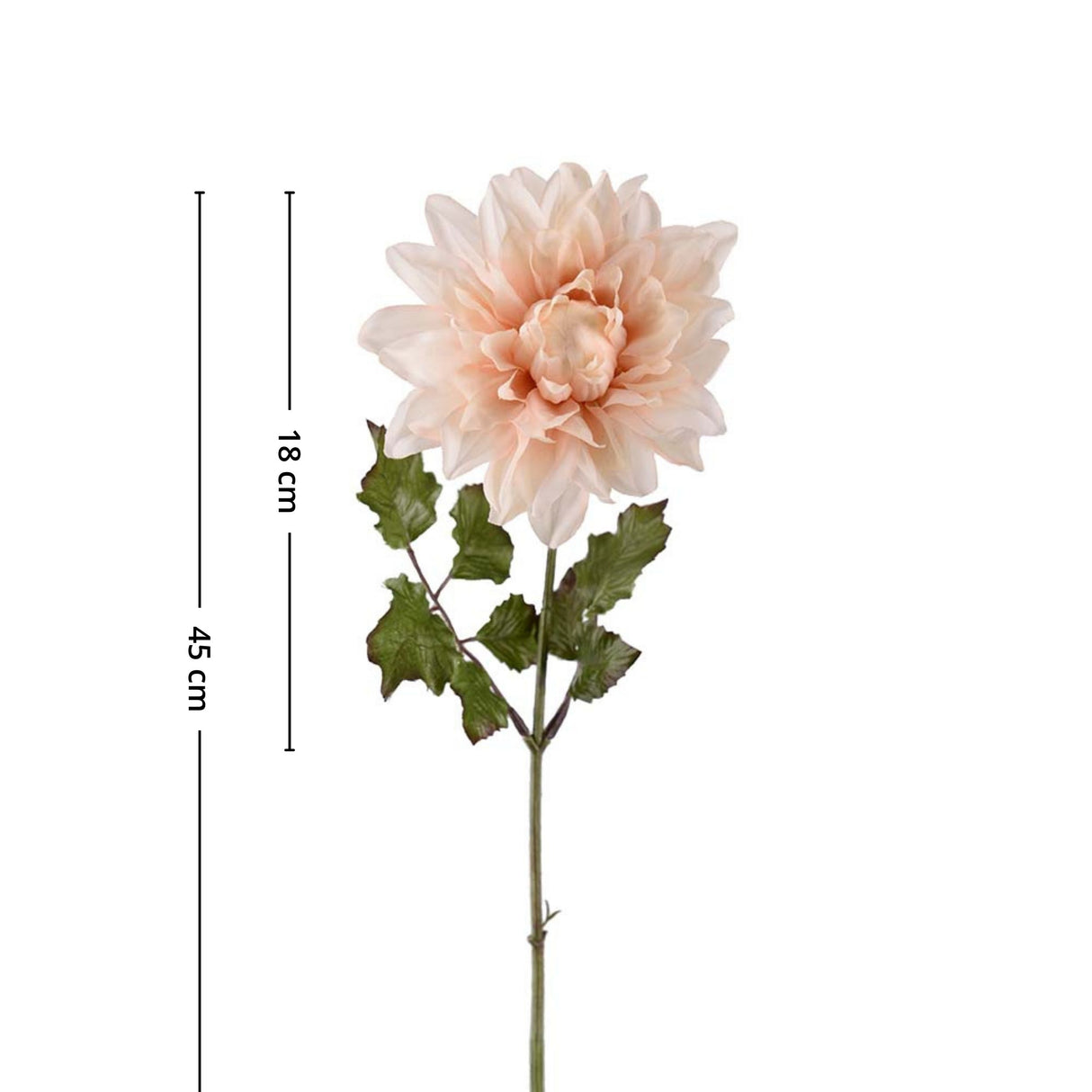 Mr. Plant Dahlia 45 cm