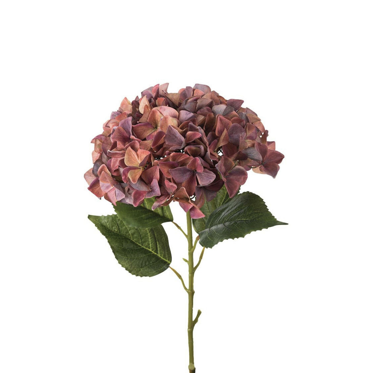 Mr.Plant Hortensia 110 cm