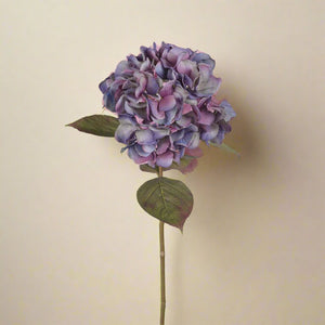 Mr. Plant Hortensia blå/lilla, 65 cm