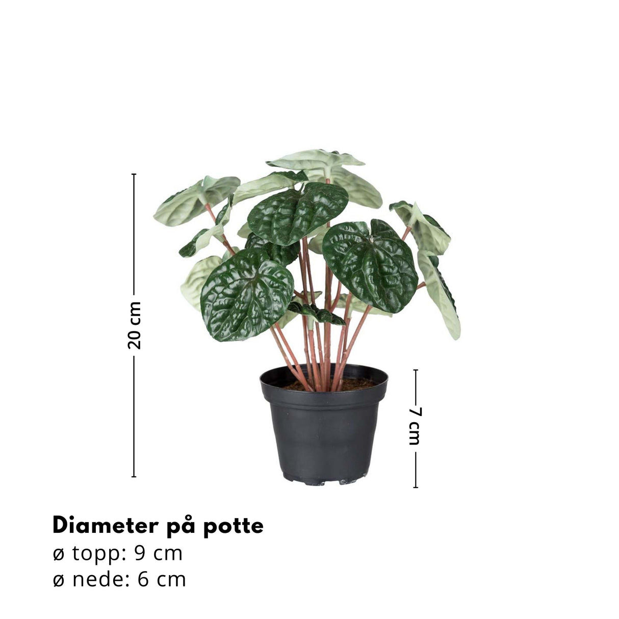 Mr. Plant Peperomia, 20 cm