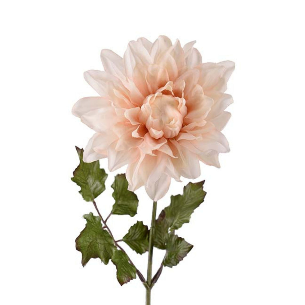 Mr. Plant Dahlia 45 cm