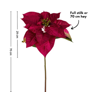 Mr. Plant Julestjerne, 70 cm