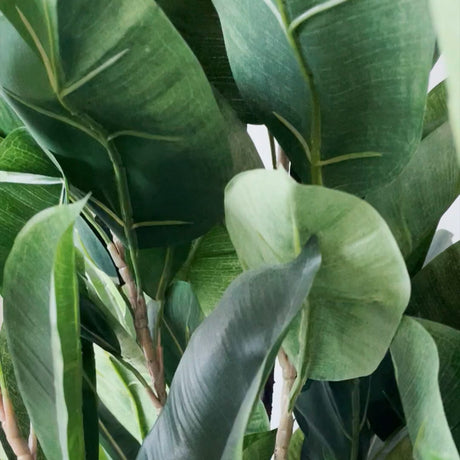 Realistisk Fikus Robusta 180 cm med store grønne blader