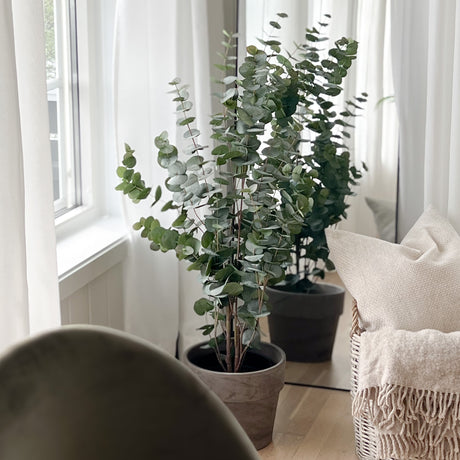 Vedlikeholdsfri eucalyptus plante til hjem og kontor