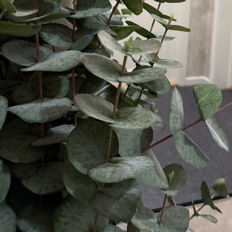 Kunstig grønn plante med eucalyptusblader i sort potte