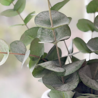 Herr Plant Eucalyptus 60 cm