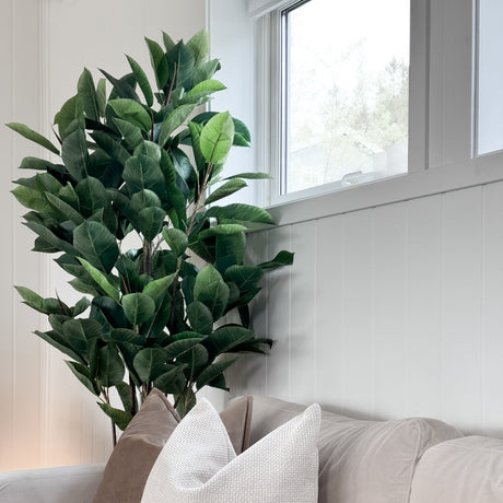 Vedlikeholdsfri Fikus Robusta til hjem og kontor