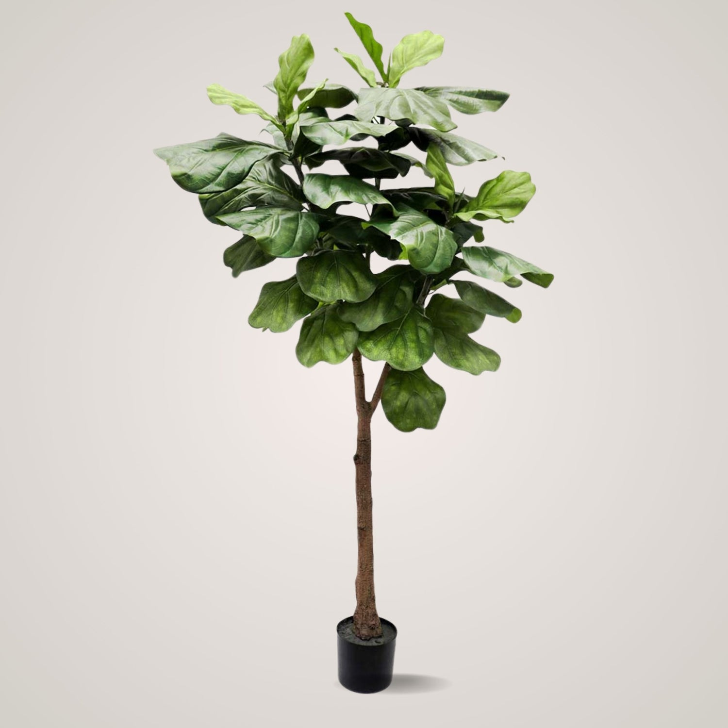 Dekorativ fiolfikus fra Mr. Plant med naturtro stamme og blader