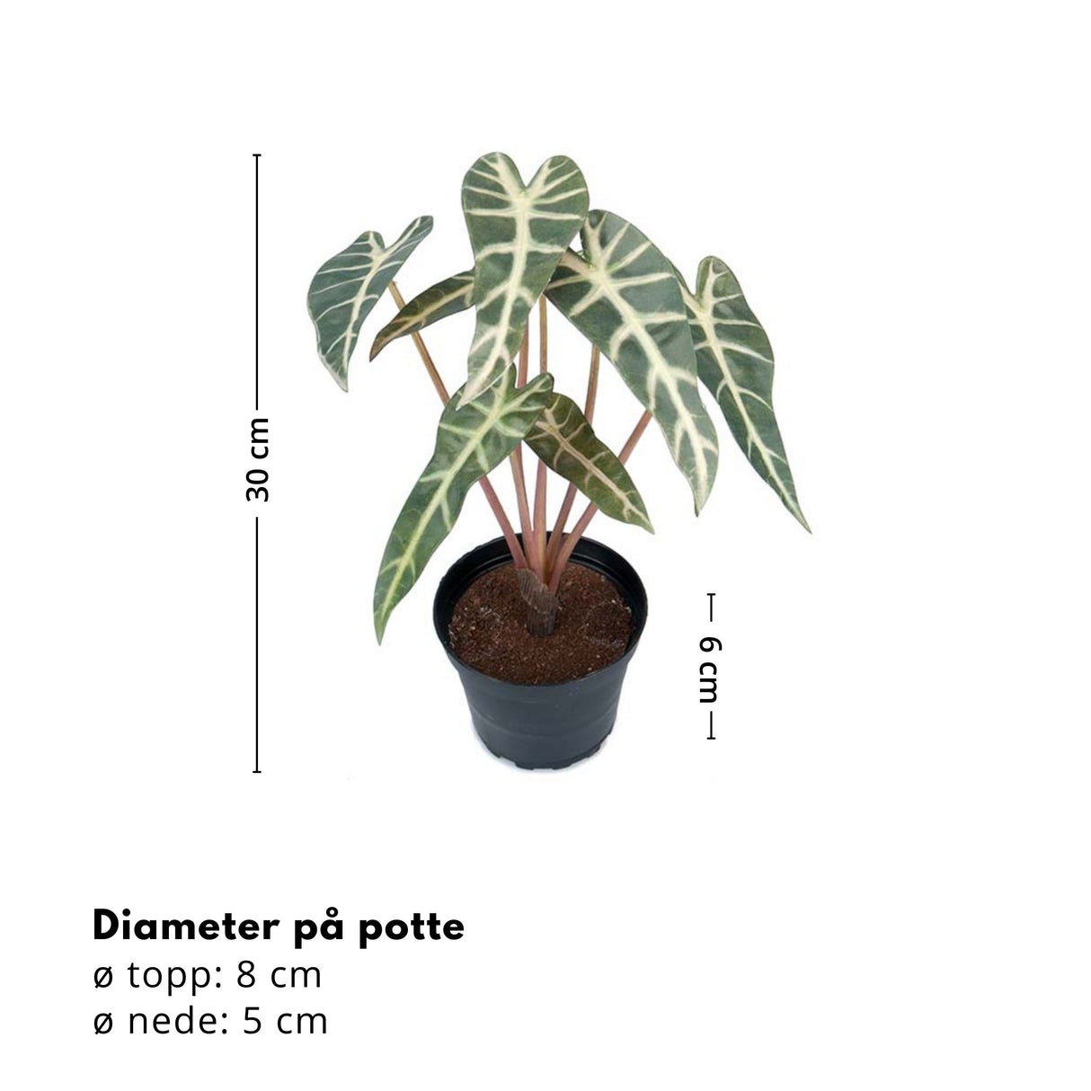 Mr. Plant Alocasia 30 cm