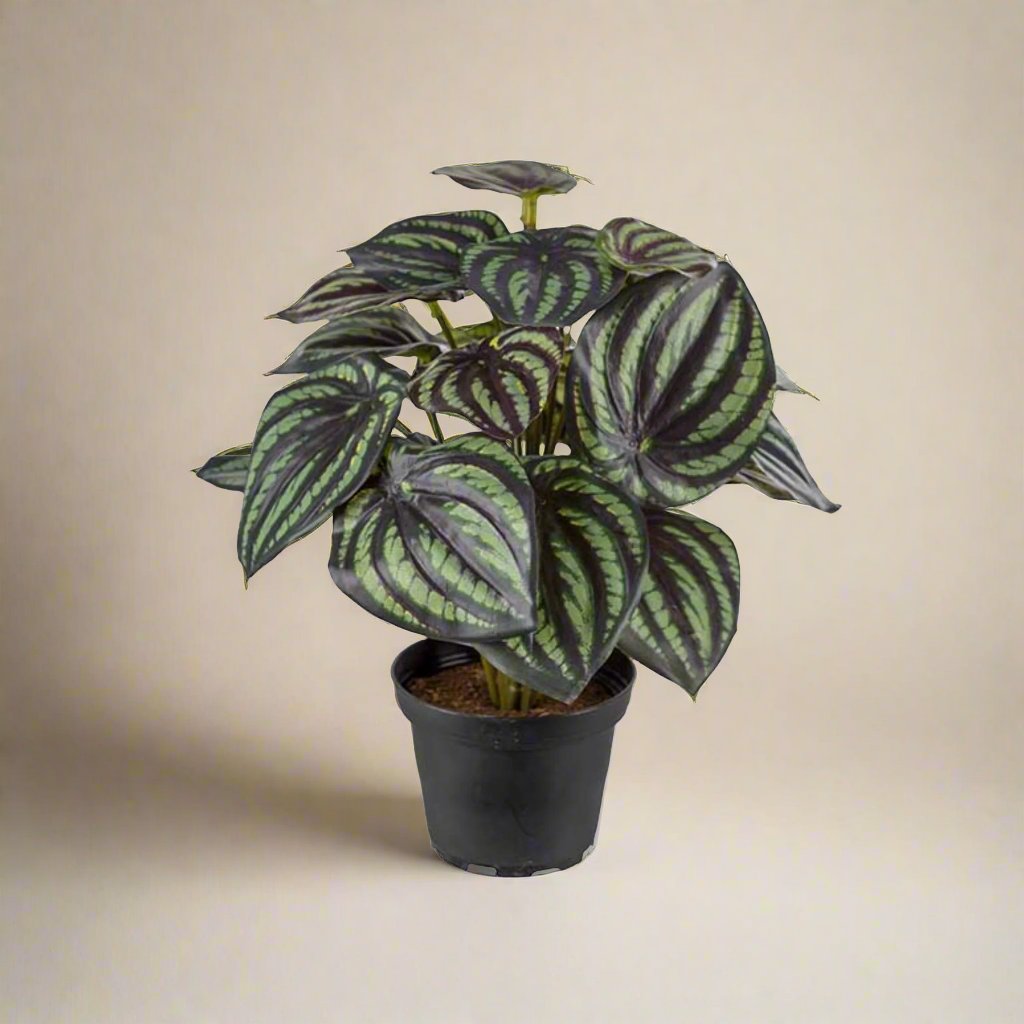 Mr. Plant Peperomia 25 cm