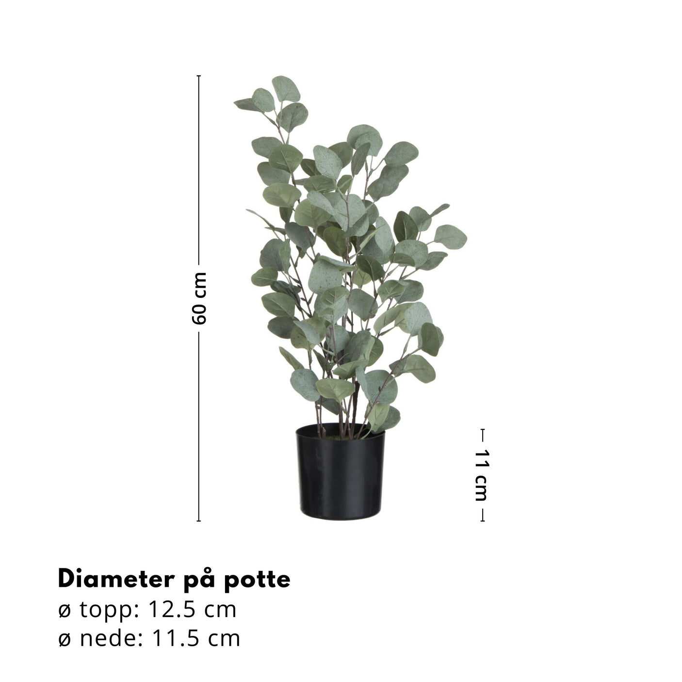 Eukalyptus i potte 60 cm