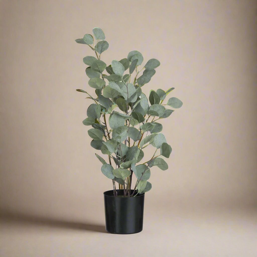 Eukalyptus i potte 60 cm