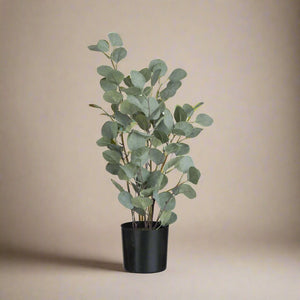 Eukalyptus i potte 60 cm