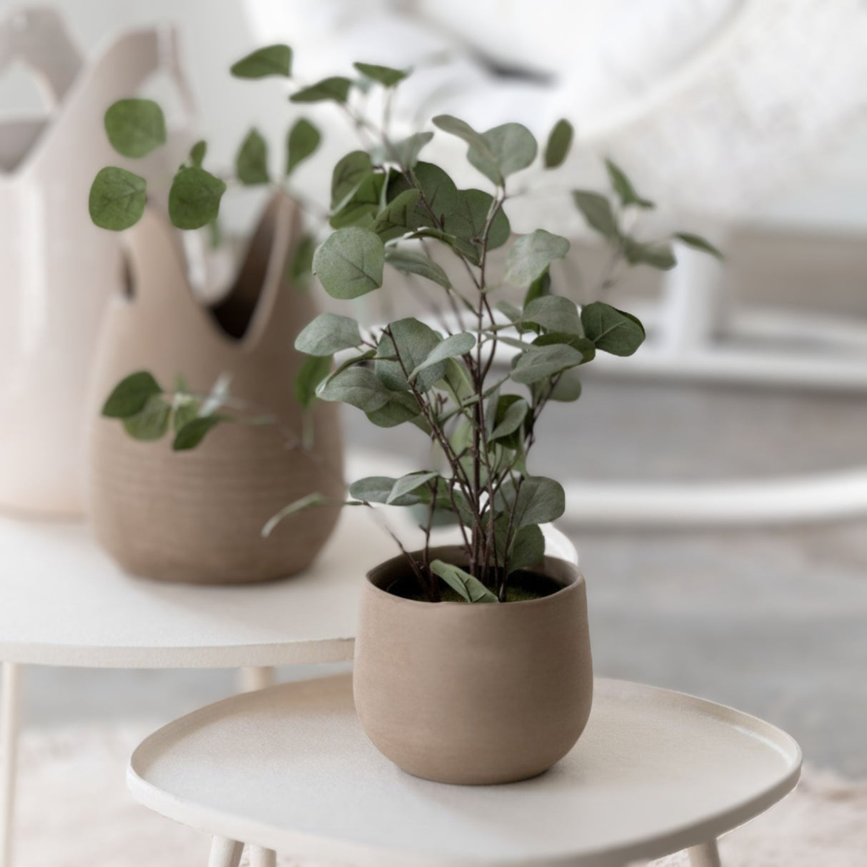 Sett med Eukalyptus og potte