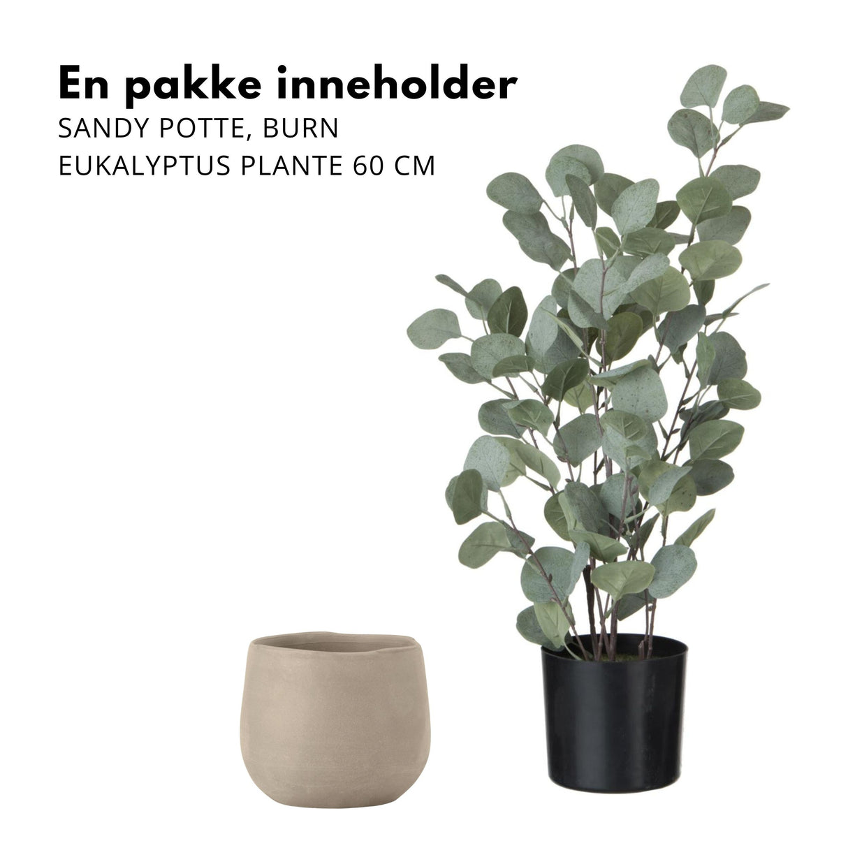 Sett med Eukalyptus og potte