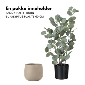 Sett med Eukalyptus og potte