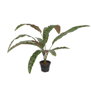 Mr. Plant Calathea 45 cm