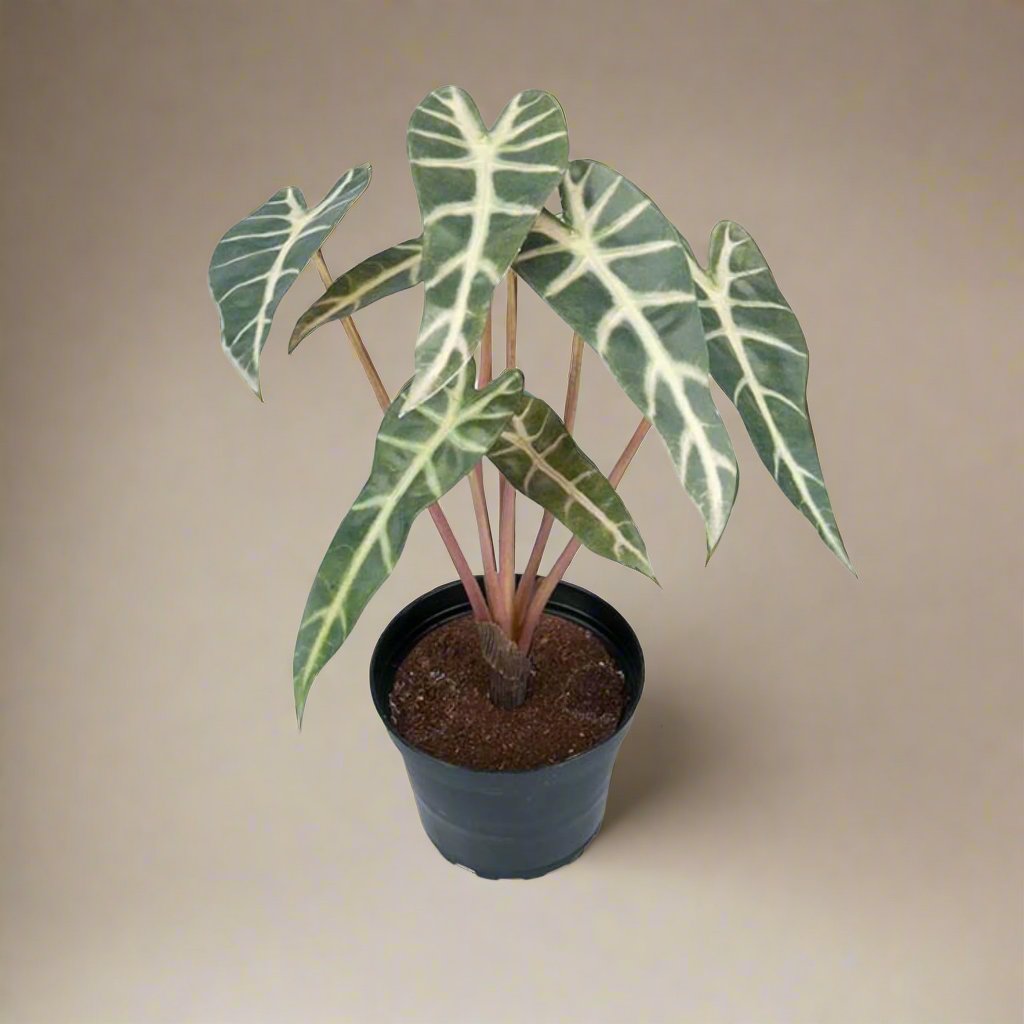 Mr. Plant Alocasia 30 cm