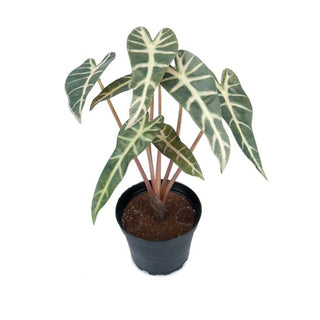 Mr. Plant Alocasia 30 cm
