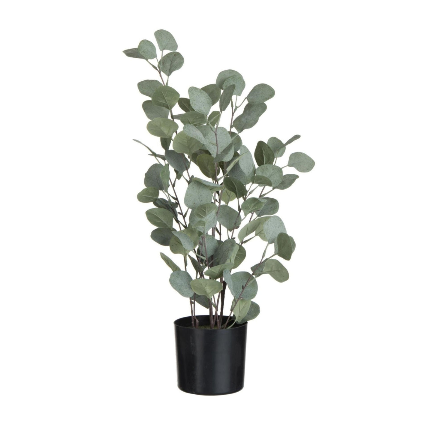 Eukalyptus potteplante 60 cm