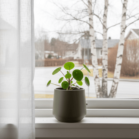 Amber potte – norsk vinduskarm