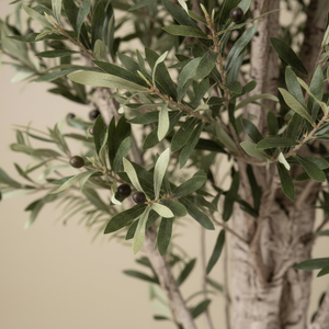 Naturtro oliventre i stor størrelse til stue og entré