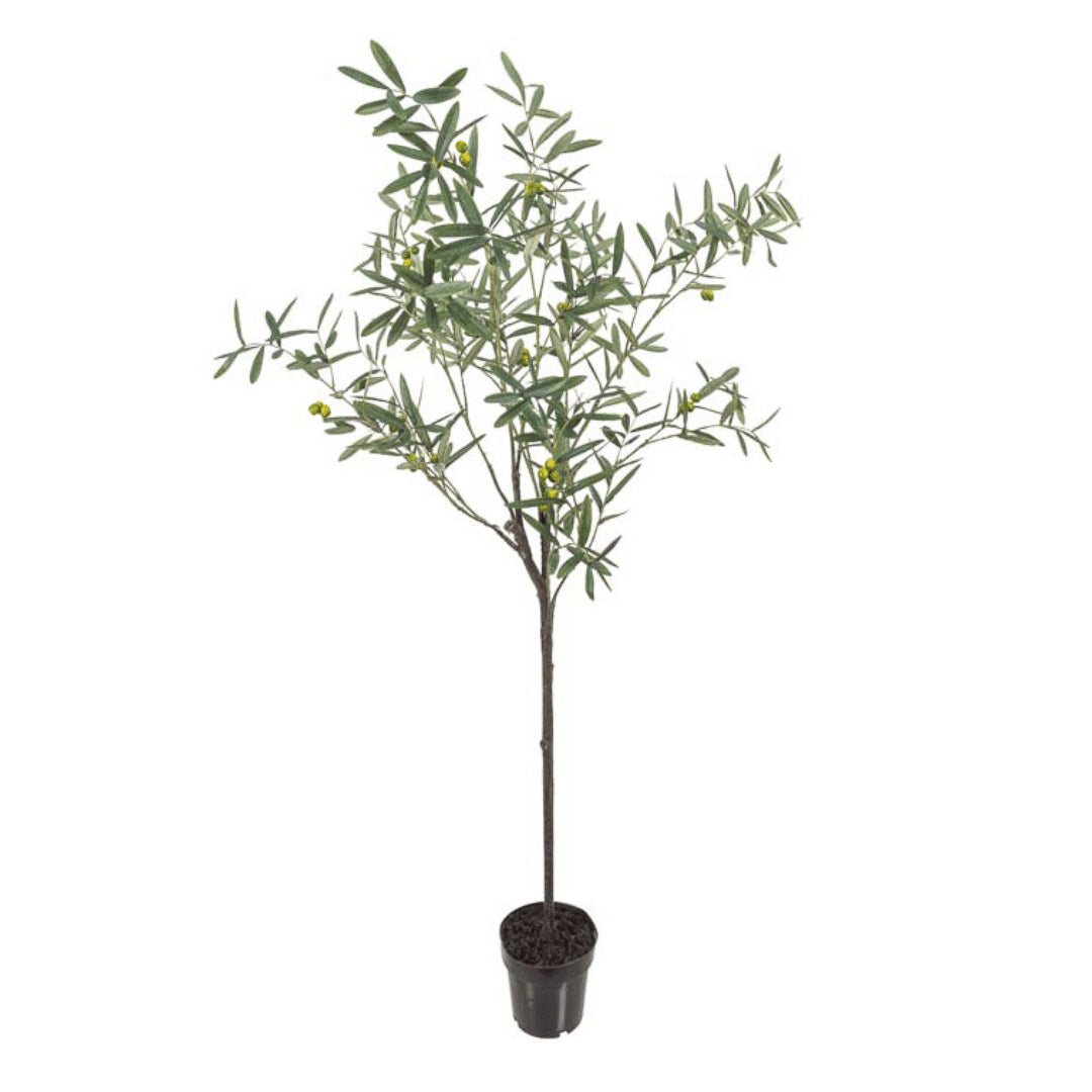 Mr. Plant Oliventre 170 cm