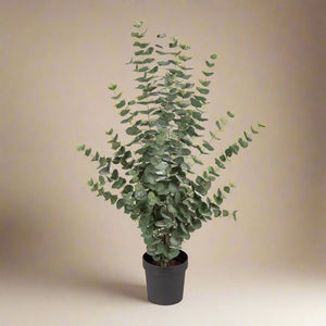 Mr. Plant Eucalyptus 110 cm