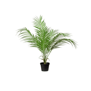 Mr. Plant Bergspalme 55 cm