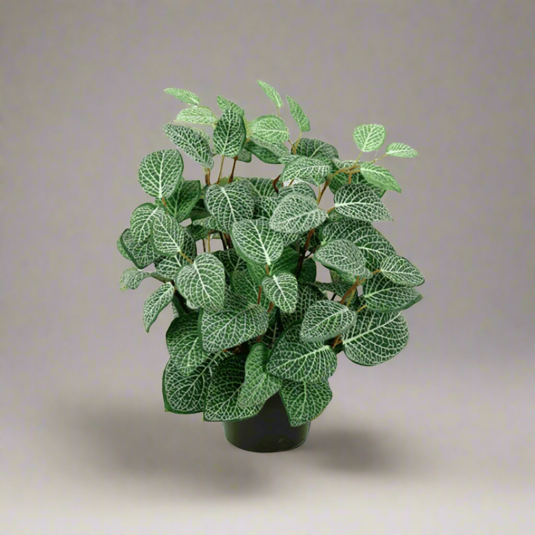 Herr Plant Fittonia, 34 cm